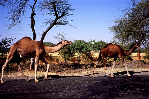 Camels, Mandu 