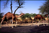 Camels, Mandu